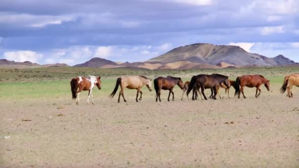 Hästar Västra Mongoliet — Stockvideo