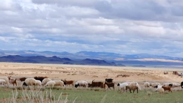 绵羊和山羊的畜群 — 图库视频影像
