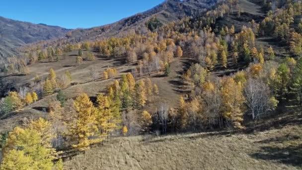 Autumn Larch Forest Mountainside — Stock Video