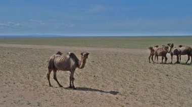 Moğol Taşı Çölünde Develer