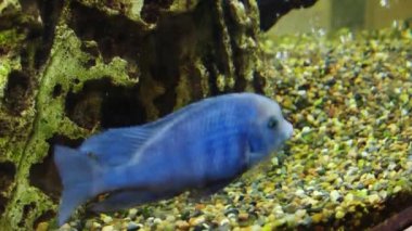 Akvaryumdaki Tropikal Çiklitler