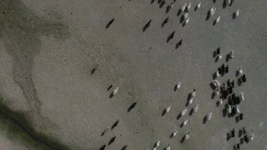 Bir Koyun Sürüsünün Üzerinde Uçan Drone