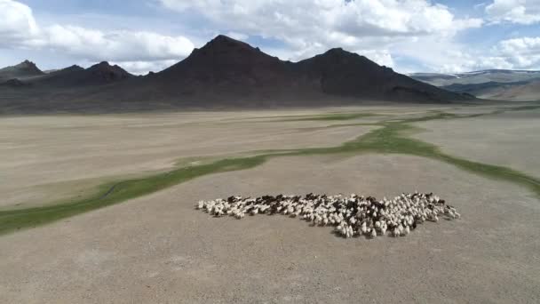 羊の群れを飛び越えるドローン — ストック動画