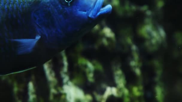 Cichlidés Tropicaux Dans Aquarium — Video