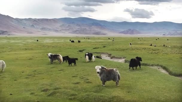 Стадо Яков Западной Монголии — стоковое видео