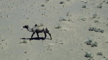 Batı Moğolistan Çölünde Bir Deve