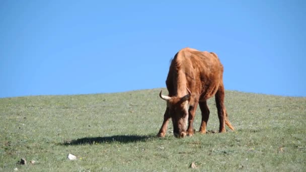 Une Vache Paît Sur Une Colline — Video