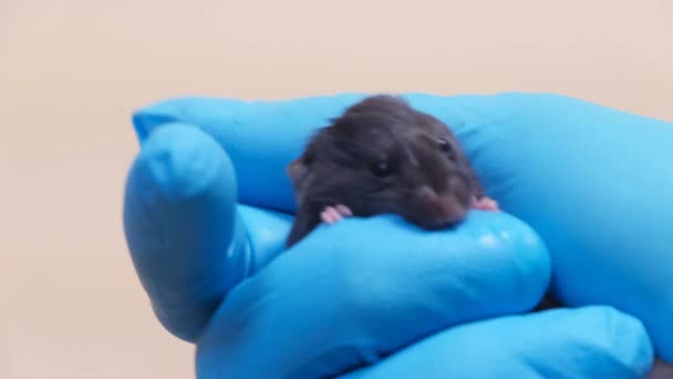 Cientista Que Prende Rato Preto Laboratório — Vídeo de Stock