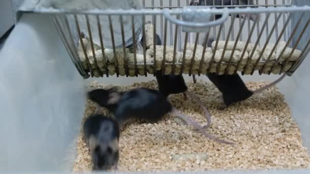 Μαύρα Εργαστηριακά Ποντίκια Στο Κλουβί — Αρχείο Βίντεο