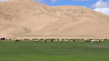 Bir Keçi Sürüsü Kum Çölü 'nün sınırında otluyor.
