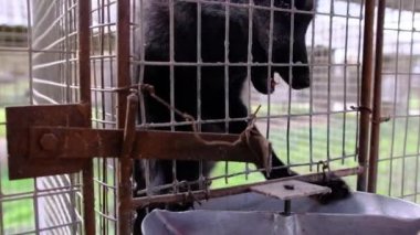 Kafesteki küçük tilkiyi evcilleştirdi.