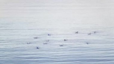 suyun üstünde martılar