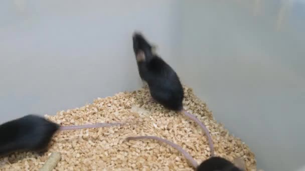 Souris Dans Une Cage Laboratoire Plastique — Video