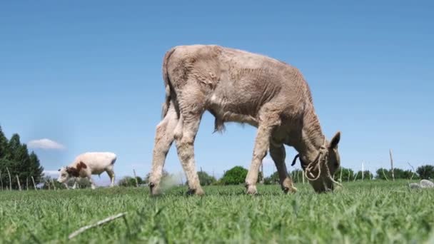 Kalb Weidet Auf Einer Grünen Wiese — Stockvideo