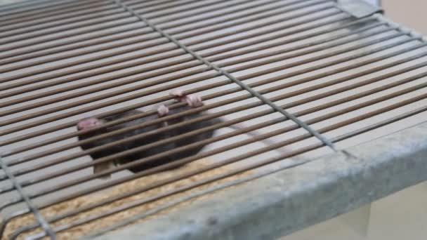 Mouses Preto Laboratório Gaiola — Vídeo de Stock