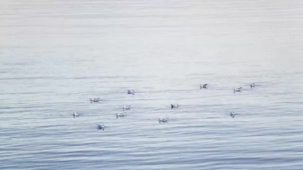 在水面上的海鸥 — 图库视频影像