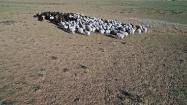 Bir keçi sürüsü kumlu çölün sınırında otluyor. Moğol-El, Batı Moğolistan.