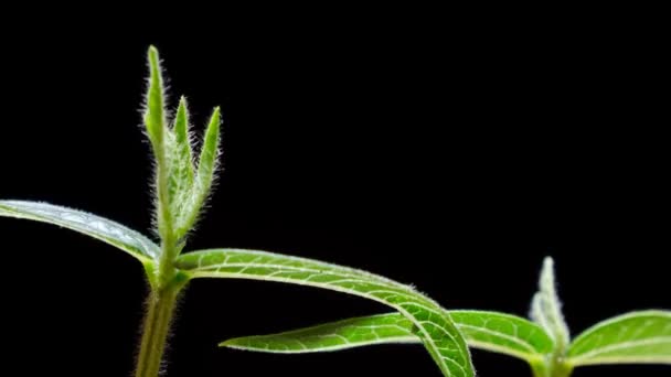 黒の背景に緑豆の発芽 タイムラプス4K — ストック動画