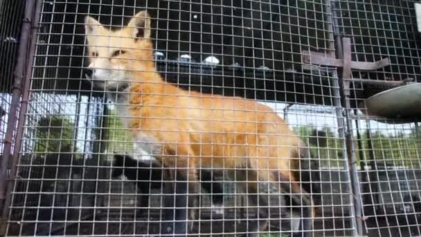 Een Bontboerderij Vossen Kooien Die Naar Buiten Kijken — Stockvideo