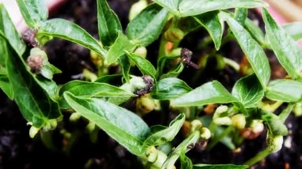 Germinación Frijoles Mungo Sobre Fondo Negro Timelapse — Vídeo de stock