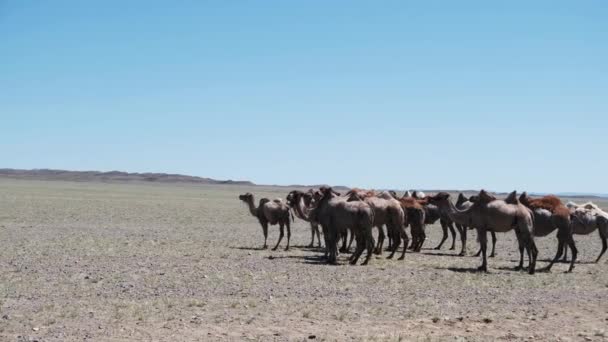 Een Kameel Grazen Stenige Woestijn Van West Mongolië — Stockvideo