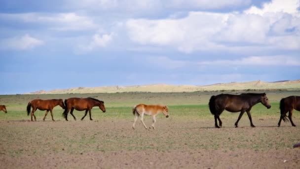 Poulain Suit Troupeau Chevaux Dans Désert Mongol Els Mongoles Govi — Video