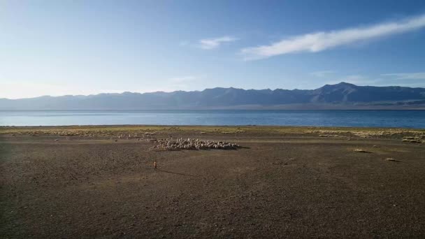 Bir Çocuk Batı Moğolistan Bir Gölde Koyun Sürüsü Otlatıyor Uureg — Stok video