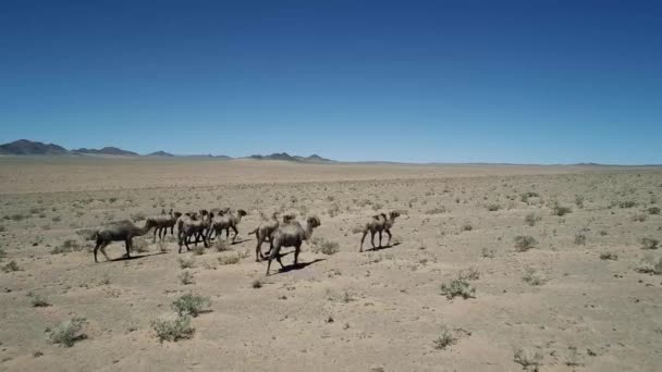 Camelo Pastam Deserto Pedra Mongólia Ocidental — Vídeo de Stock