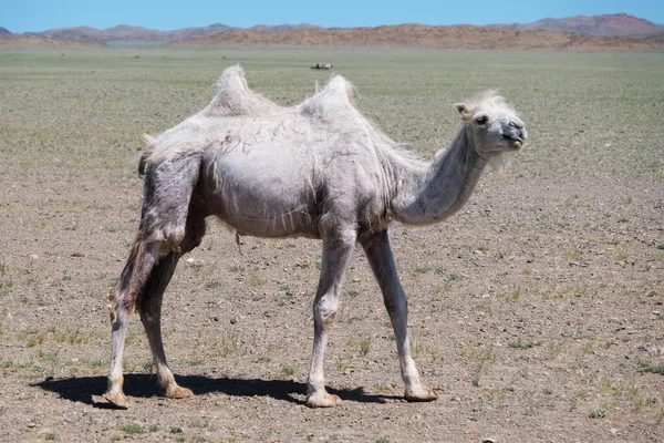 Пасутся Верблюды Каменной Пустыне Западной Монголии — стоковое фото