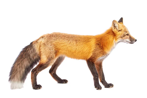 白地に隔離された赤狐 — ストック写真