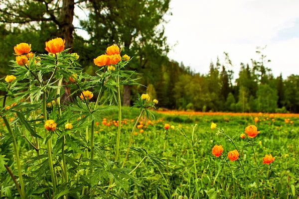 Primavera Pradera Verde Con Flores Naranjas Globeflowers Trollius Asiaticus —  Fotos de Stock