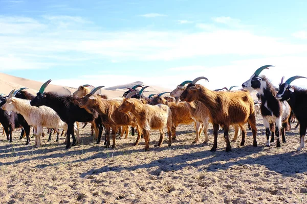 Eine Ziegenherde Weidet Rande Der Sandigen Wüste Mongol Els Westmongolei — Stockfoto