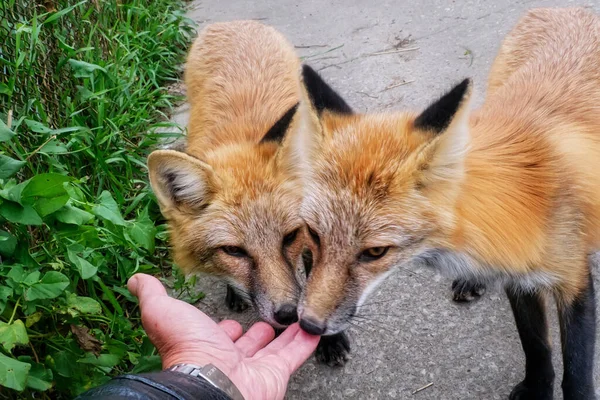 Mignon Apprivoisés Renards Jouer Avec Main Homme — Photo