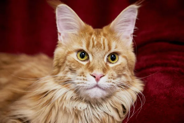 Maine Coon Descansando Sobre Textil Rojo — Foto de Stock