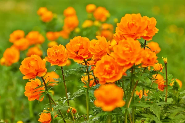 Prairie Verte Printanière Aux Fleurs Orange Globeflowers Trollius Asiaticus Photos De Stock Libres De Droits