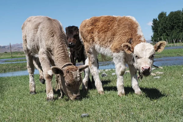 Pâturages Veau Dans Une Prairie Verte — Photo