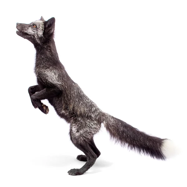 Schwarzer Fuchs Isoliert Auf Weißem Hintergrund — Stockfoto