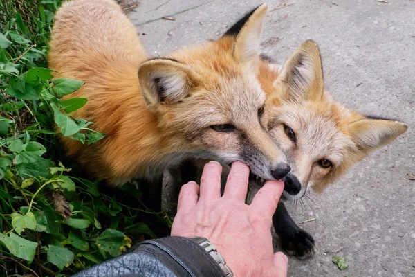Cute Tamed Foxes Playing Man Hand — стоковое фото