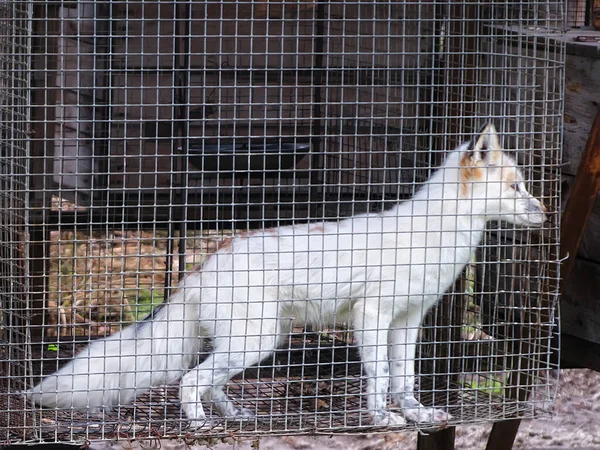 Ferme Fourrures Jeune Renard Dans Cage — Photo