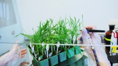 Phytopatoloji laboratuvarı. Genç buğday bitkileri hastalık kapmaya hazırlanıyor..