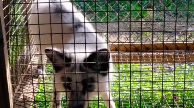 Kürk çiftliği. Tilki kafeste, dışarı bakıyor..