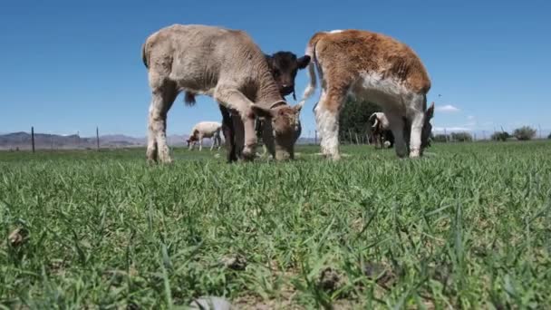 小牛犊在绿色的草地上吃草 — 图库视频影像