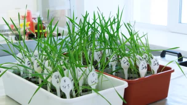 Фитопатологическая Лаборатория Молодые Пшеничные Растения Готовятся Заражению Болезнями — стоковое видео