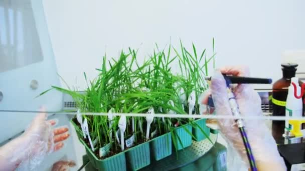 Фитопатологическая Лаборатория Молодые Пшеничные Растения Готовятся Заражению Болезнями — стоковое видео