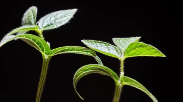 Germinación Frijoles Mungo Sobre Fondo Negro Timelapse — Vídeos de Stock