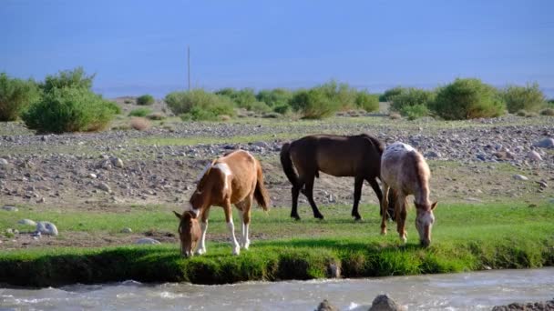 小さな川のほとりで三頭の馬が放牧されている — ストック動画