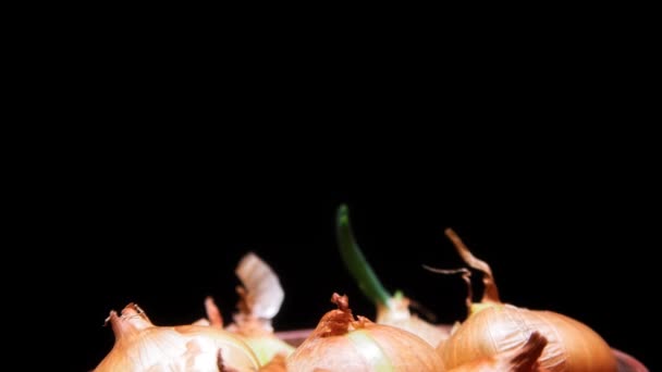 黒地のタイムラプスでのタマネギの成長 — ストック動画