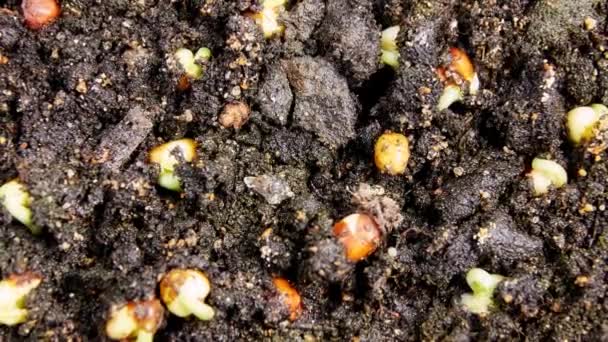 Germinazione Fagioli Verdi Sfondo Nero Timelapse — Video Stock