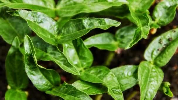 Mung Beans Germination Black Background Timelapse — Stock Video