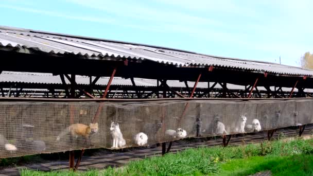 Fazenda Peles Raposas Gaiolas Olhando Para Fora — Vídeo de Stock